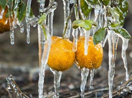ice on oranges